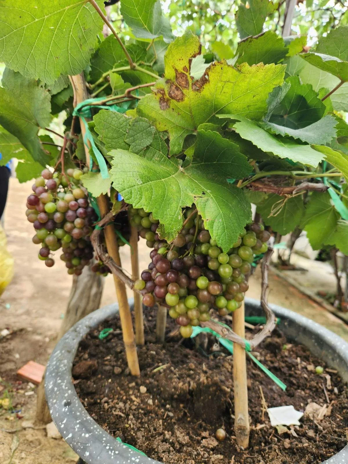 CHUYỂN TÀU MÙA HÈ PHS TIẾP TỤC LĂN BÁNH, RONG RUỔI ĐẾN DINH VẠN THỦY TÚ VÀ VƯỜN NHO