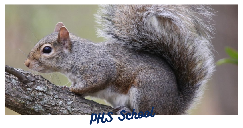 🐿️ KHÁCH MỜI ĐẶC BIỆT “DỰ GIỜ” LỚP 1